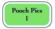 Pooch Pics
1