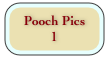 Pooch Pics
1