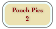 Pooch Pics 
2