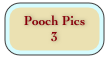 Pooch Pics 
3