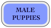 MALE
 PUPPIES