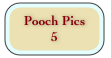 Pooch Pics 
5