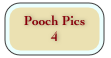 Pooch Pics 
4