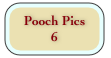 Pooch Pics
6